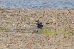 Fulica atra