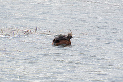 Podiceps auritus