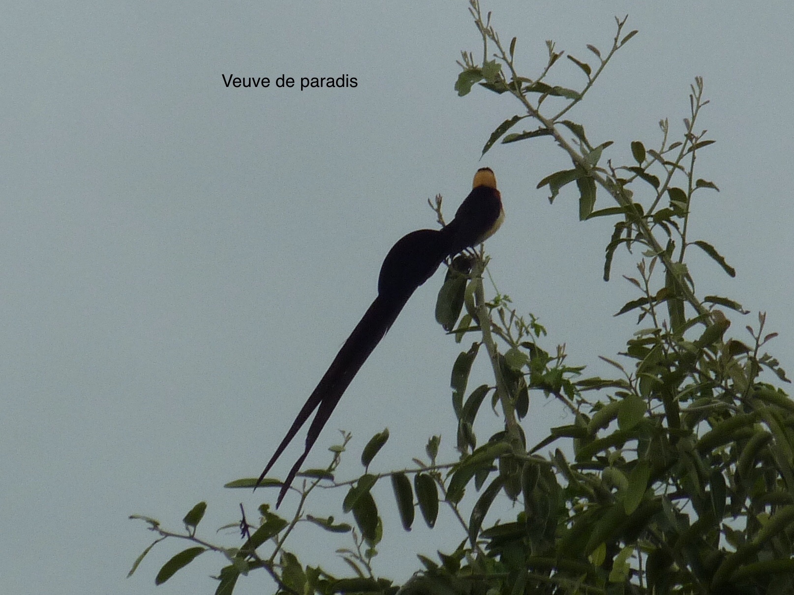 Long-tailed Paradise Whydah