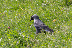 Corvus monedula