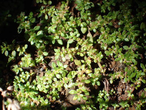 Pilea microphylla image