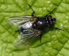 Eudasyphora