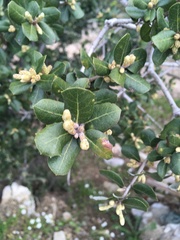 Coccifera