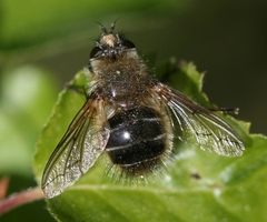 Tachina ursina