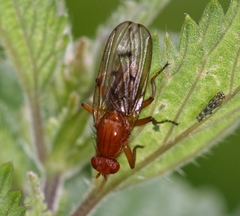 Dryomyzidae