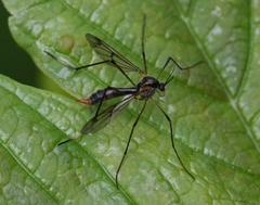 Ptychoptera albimana