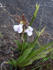 Zygopetalum