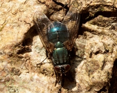 Eudasyphora