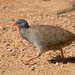Small-billed Tinamou - Photo (c) Cláudio Dias Timm, some rights reserved (CC BY-NC-SA)