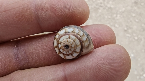 Theba subdentata