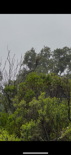 iNaturalist observation photo of California Thrasher