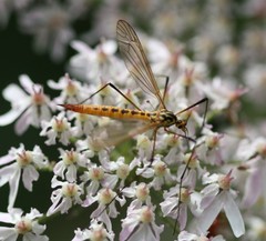 Nephrotoma flavescens