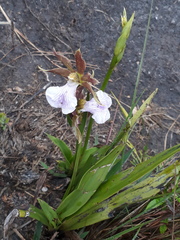 Zygopetalum
