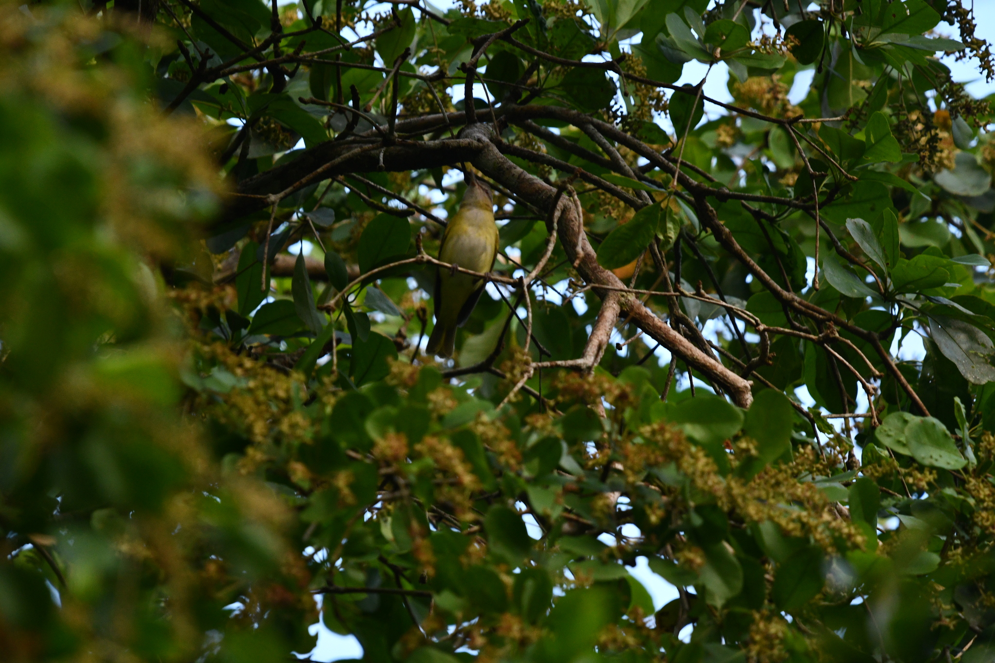 Yellow-green Vireo (Vireo flavoviridis), photo 7