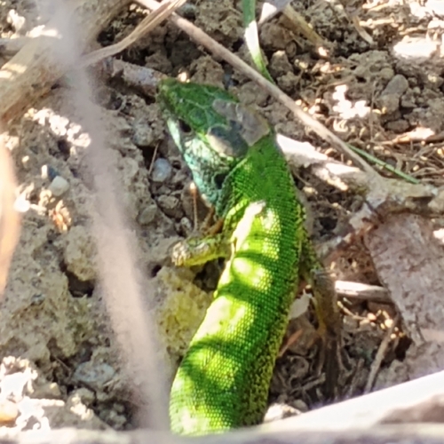 Green Lizard