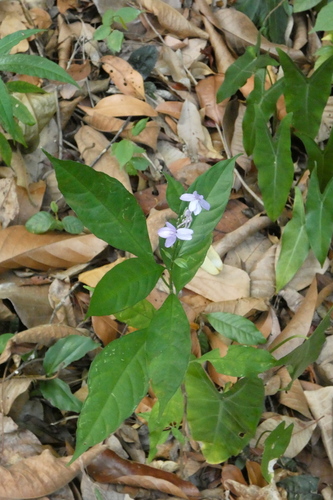 Pseuderanthemum acuminatissimum observed 2026-04-25