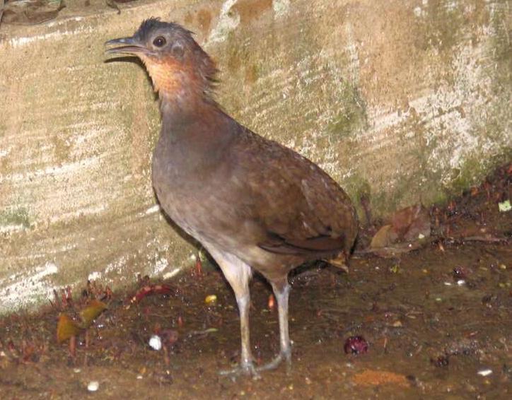 Brazilian Tinamou (Crypturellus strigulosus)
