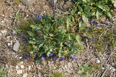 Anchusa stylosa