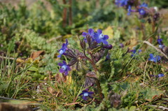 Anchusa stylosa