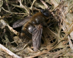 Tachina ursina