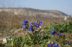 Anchusa stylosa