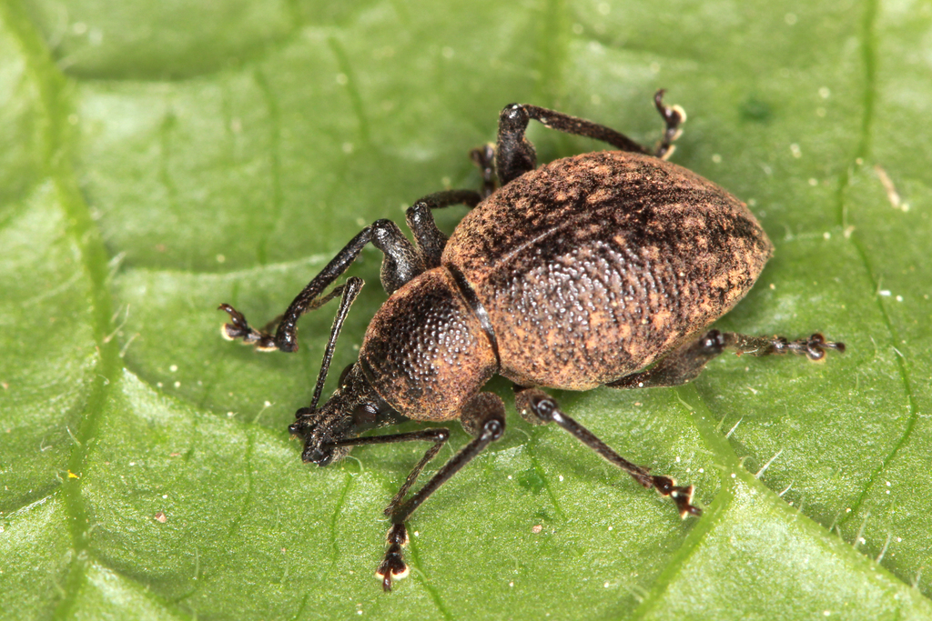 Armadillo Weevil