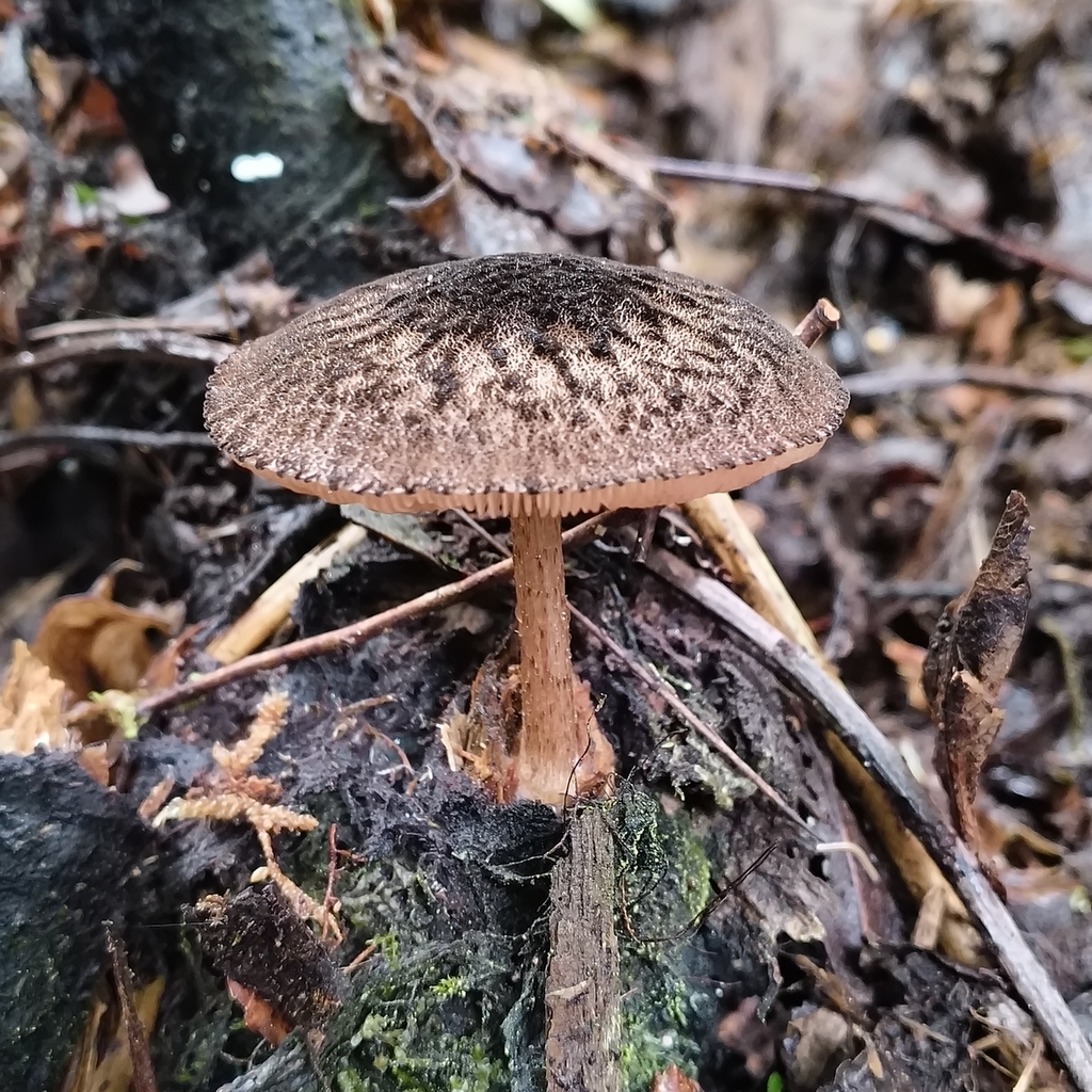 Pluteus perroseus