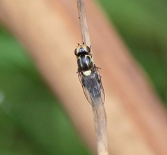 Chlorops pumilionis