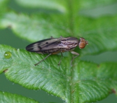 Opomyza germinationis