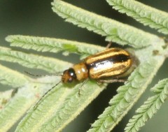 Monolepta subsuturalis