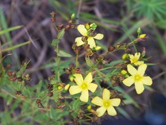 Hypericum elegans
