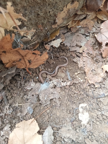 Photo of a Hallowell's Centipede Snake (Tantilla vermiformis)