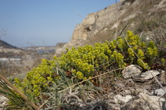Cruciata taurica
