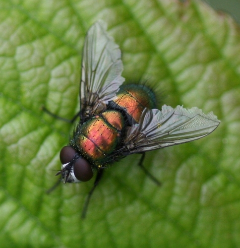 Lucilia nuotrauka