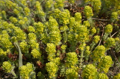 Cruciata taurica
