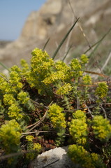 Cruciata taurica