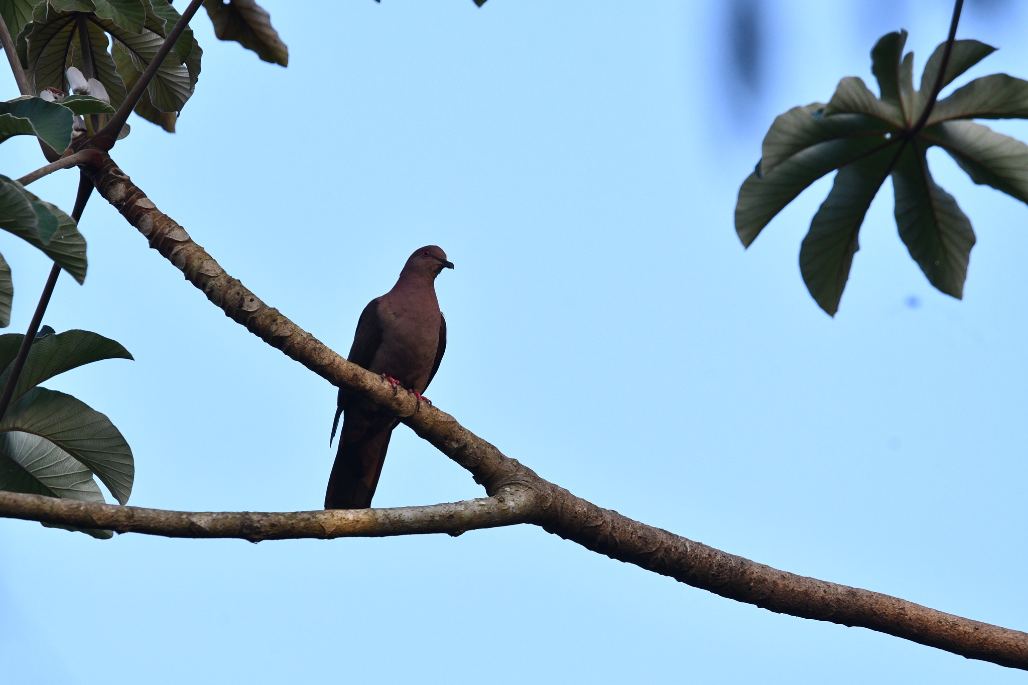 Short-billed Pigeon (Patagioenas nigrirostris), photo 9