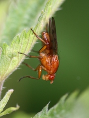Dryomyzidae
