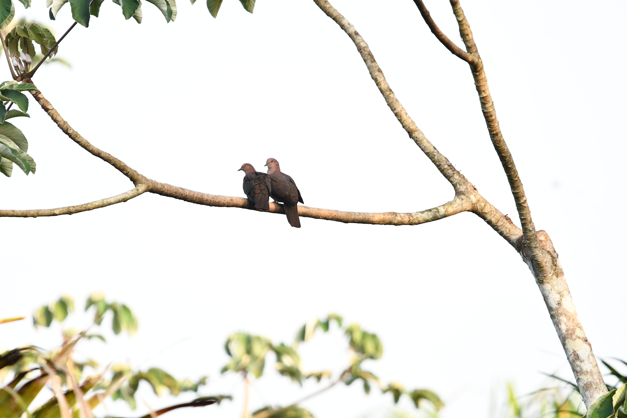 Short-billed Pigeon (Patagioenas nigrirostris), photo 8