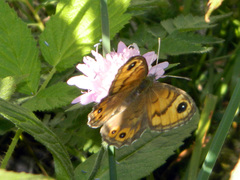 Lasiommata