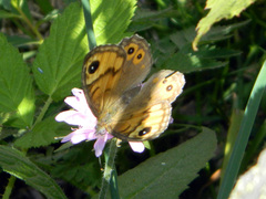 Lasiommata