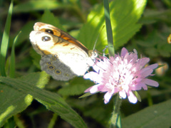 Lasiommata