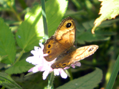 Lasiommata