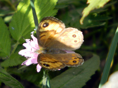 Lasiommata