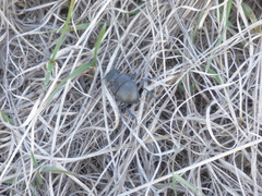 Lethrus apterus