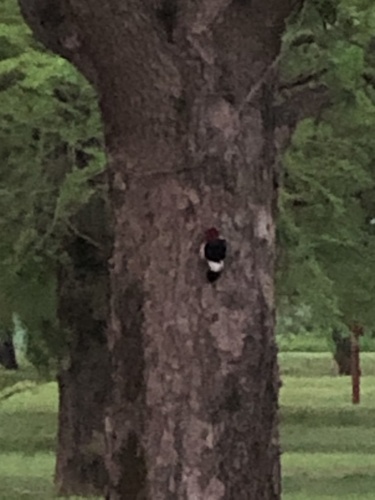 Red-headed Woodpecker