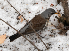 Turdus pilaris