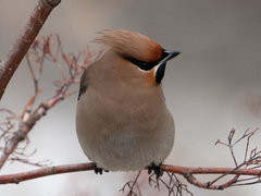 Bombycilla garrulus