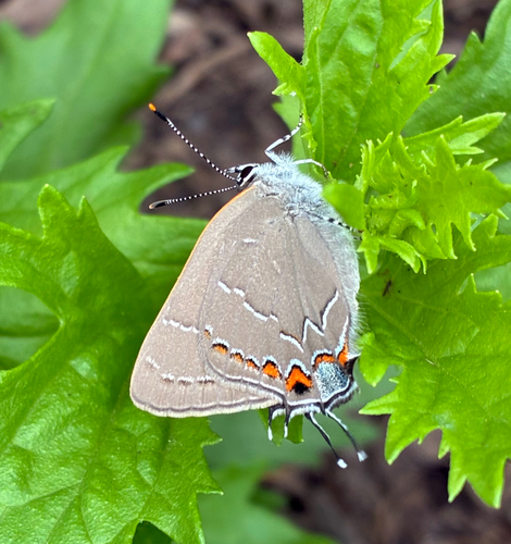 Oak Hairstreak photo 6