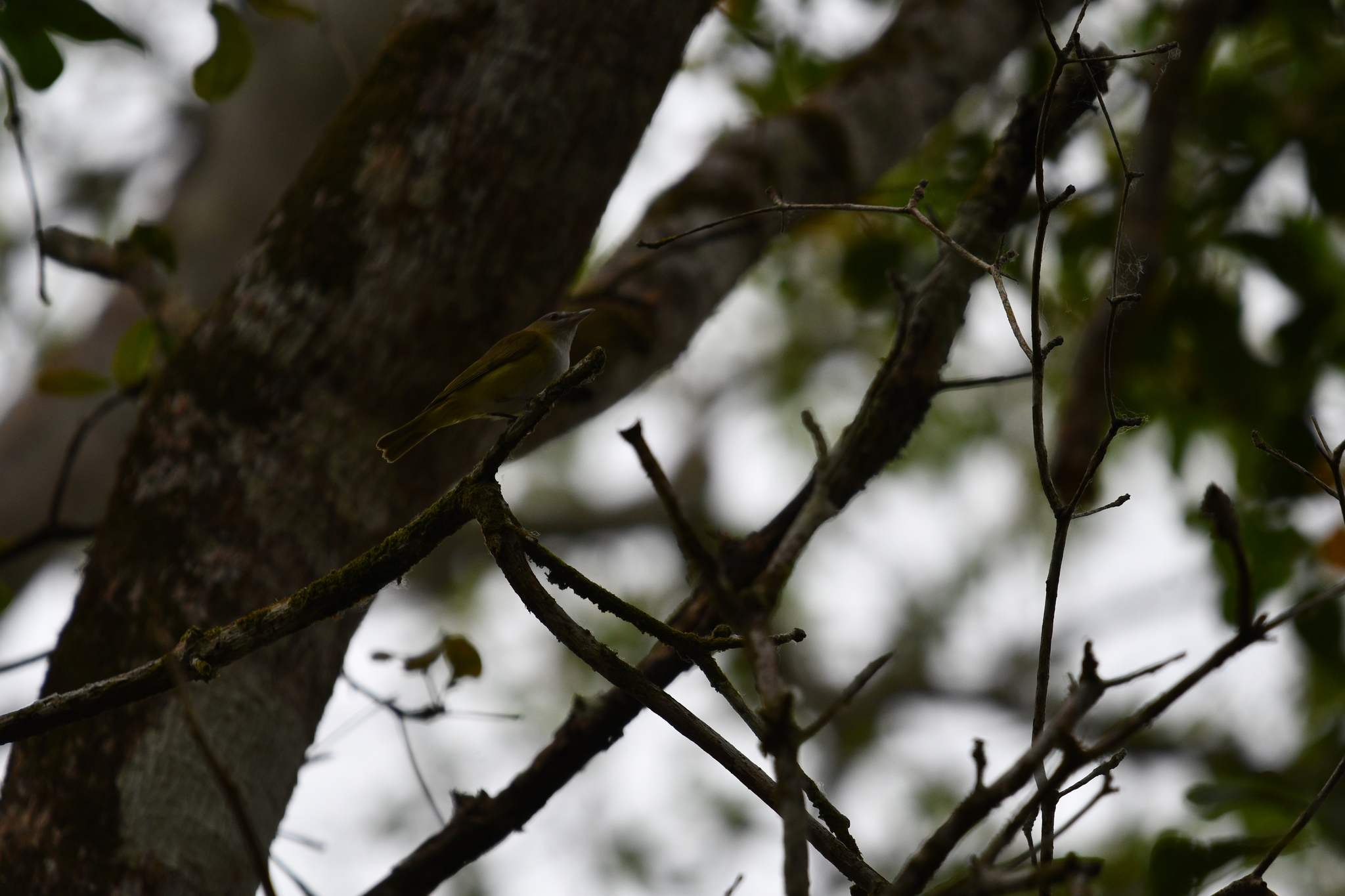 Yellow-green Vireo (Vireo flavoviridis), photo 8
